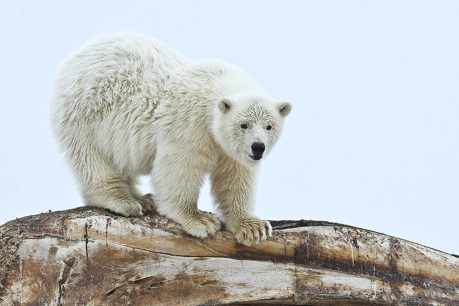 Polar Bear (Cub), Near Kaktovik, Barter Island, Alaska