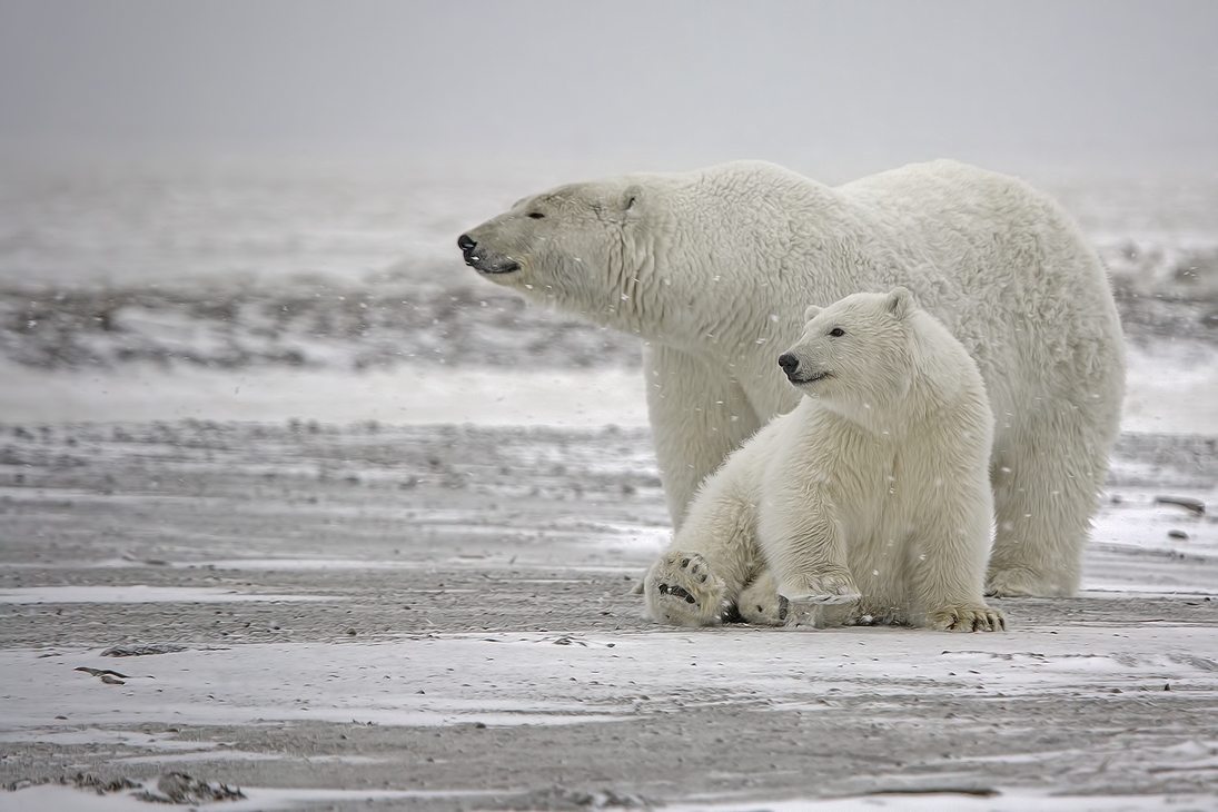 Polar Bear (Sow With Cub), Kaktovik, Barter Island, Alaska