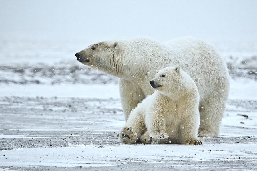 Polar Bear (Sow And Cub), Near Kaktovik, Barter Island, Alaska