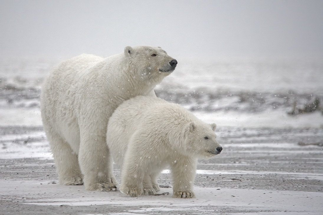 Polar Bear (Sow With Cub), Kaktovik, Barter Island, Alaska