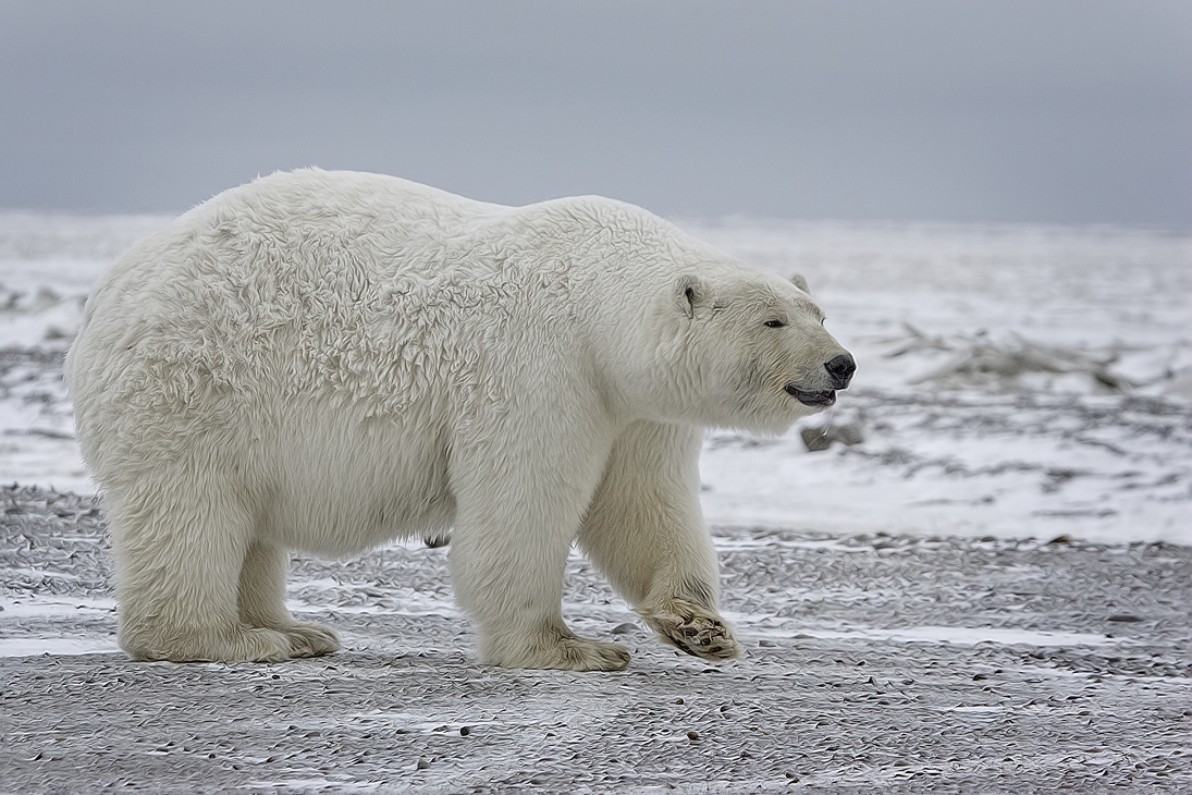 Polar Bear (Sow), Kaktovik, Barter Island, Alaska