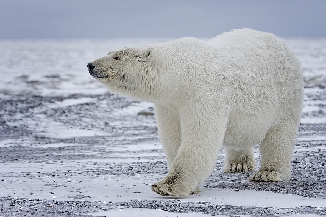 Polar Bear (Sow), Kaktovik, Barter Island, Alaska