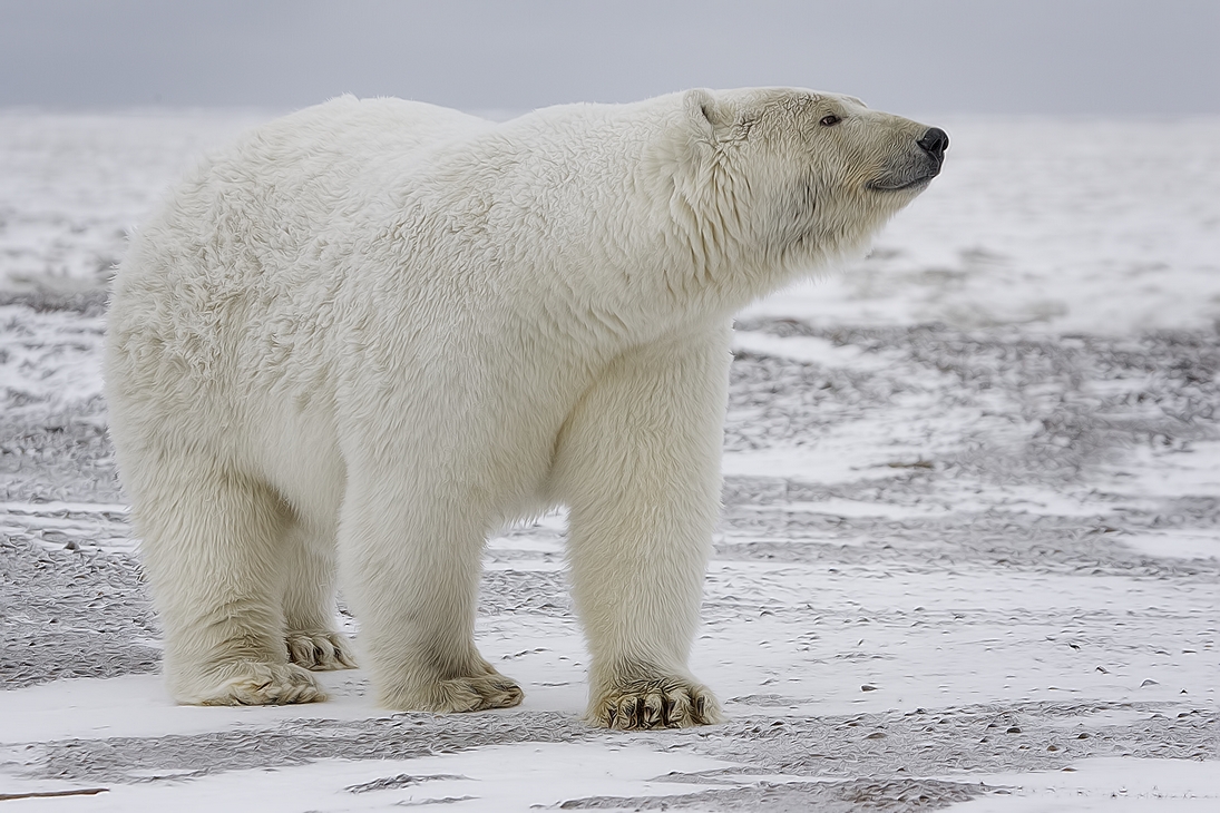 Polar Bear (Sow), Kaktovik, Barter Island, Alaska