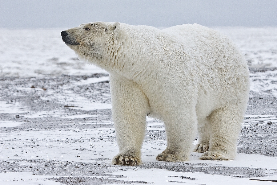 Polar Bear (Sow), Near Kaktovik, Barter Island, Alaska