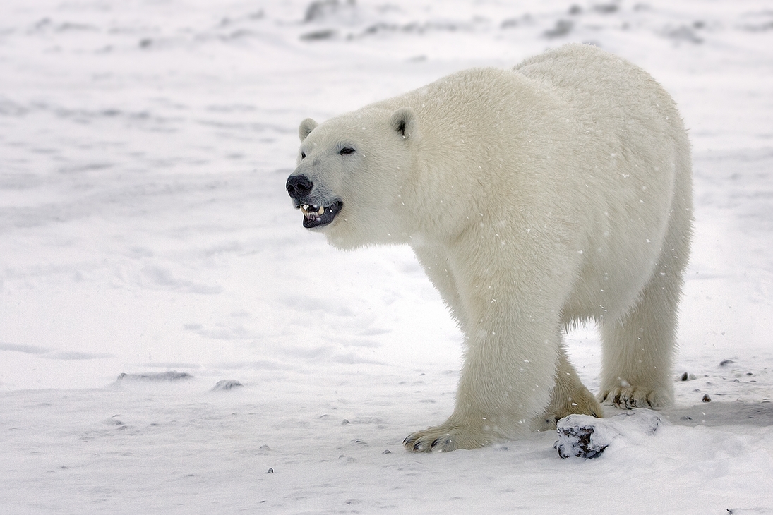 Polar Bear (Boar), Kaktovik, Barter Island, Alaska