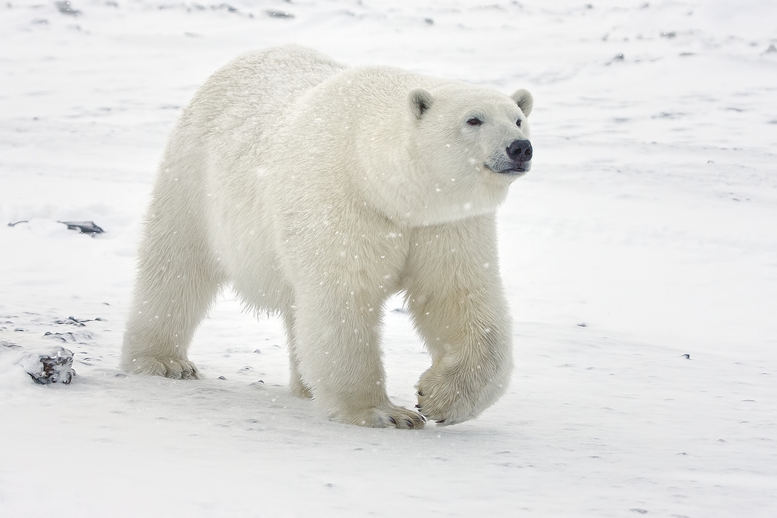 Polar Bear (Boar), Kaktovik, Barter Island, Alaska