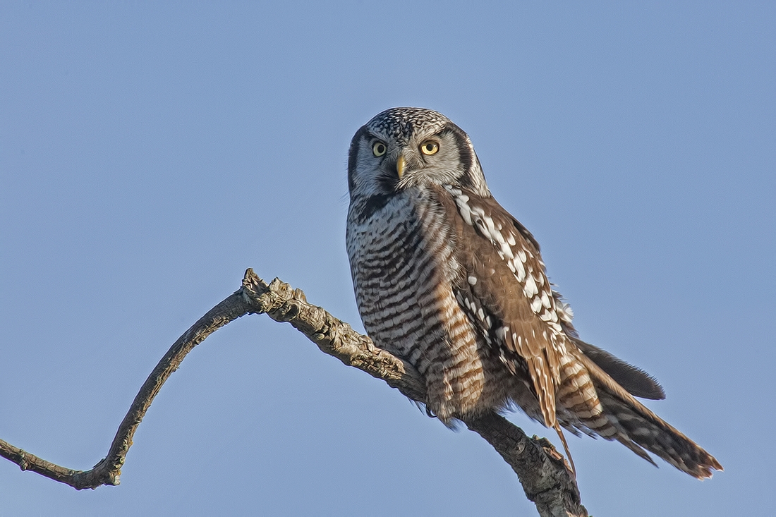 Northern Hawk Owl, Morden Road, Nanaimo, British Columbia