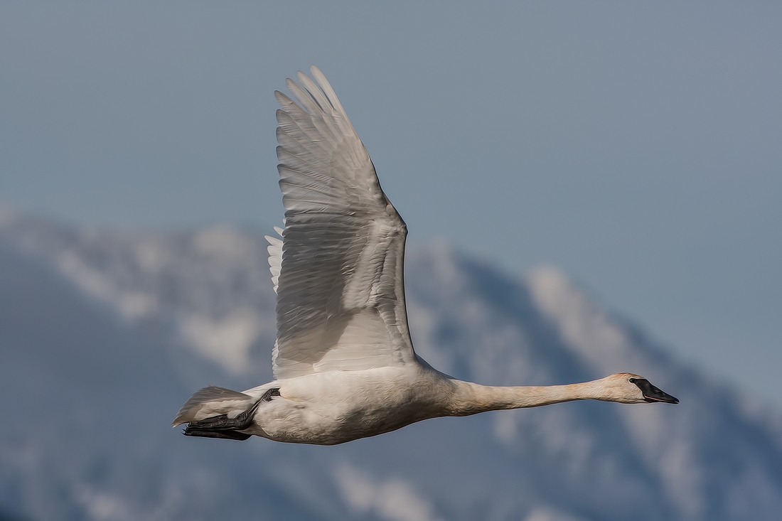 Trumpeter Swan, Morris Valley Road, Harrison Mills, British Columbia