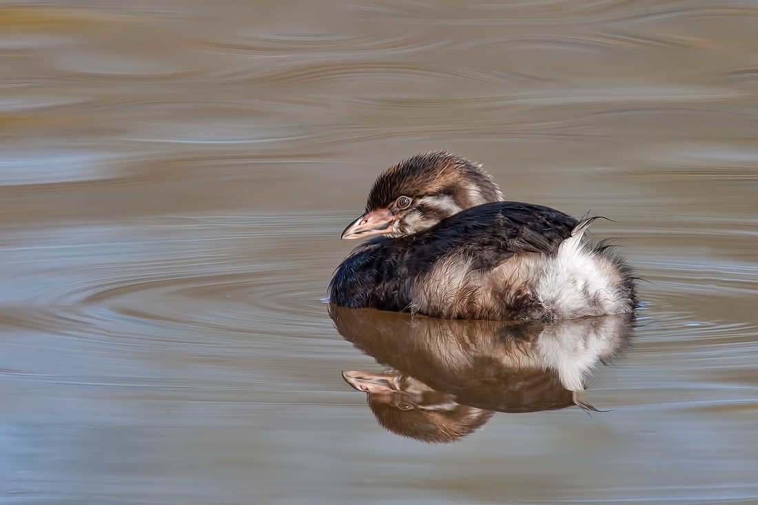 Pied-Billed Grebe (Juvenile), Garden City Park, Richmond, British Columbia