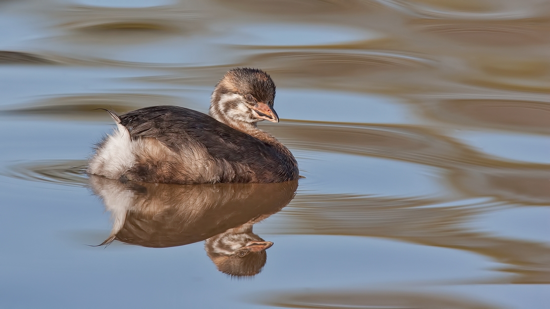 Pied-Billed Grebe (Juvenile), Garden City Park, Richmond, British Columbia