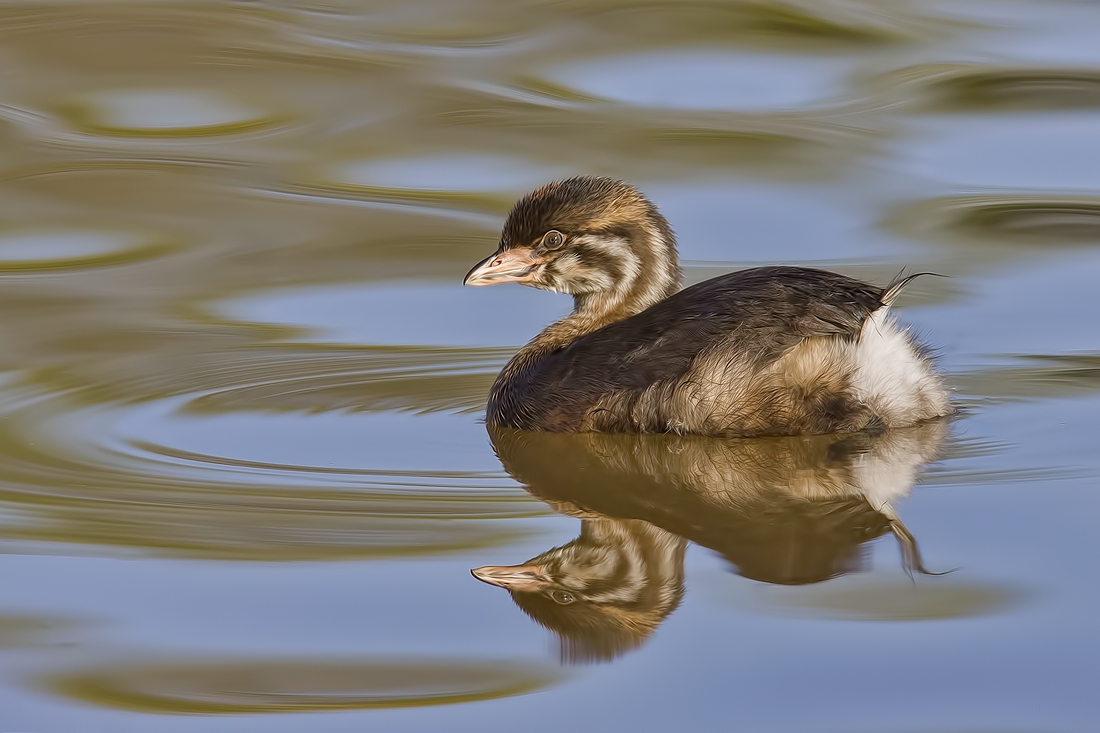 Pied-Billed Grebe (Juvenile), Garden City Park, Richmond, British Columbia