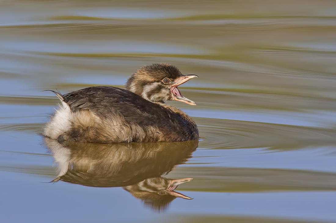 Pied-Billed Grebe (Juvenile), Garden City Park, Richmond, British Columbia