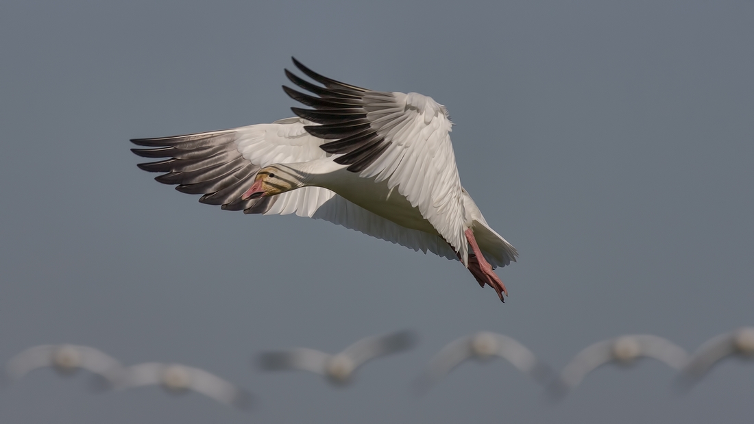 Snow Goose, Terra Nova Natural Area, Richmond, British Columbia