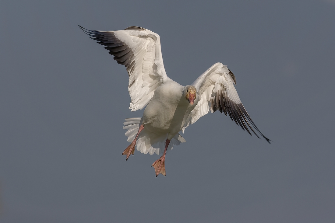 Snow Goose, Terra Nova Natural Area, Richmond, British Columbia