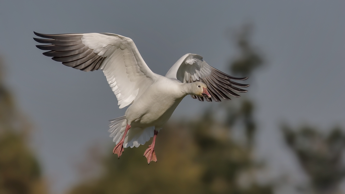 Snow Goose, Terra Nova Natural Area, Richmond, British Columbia