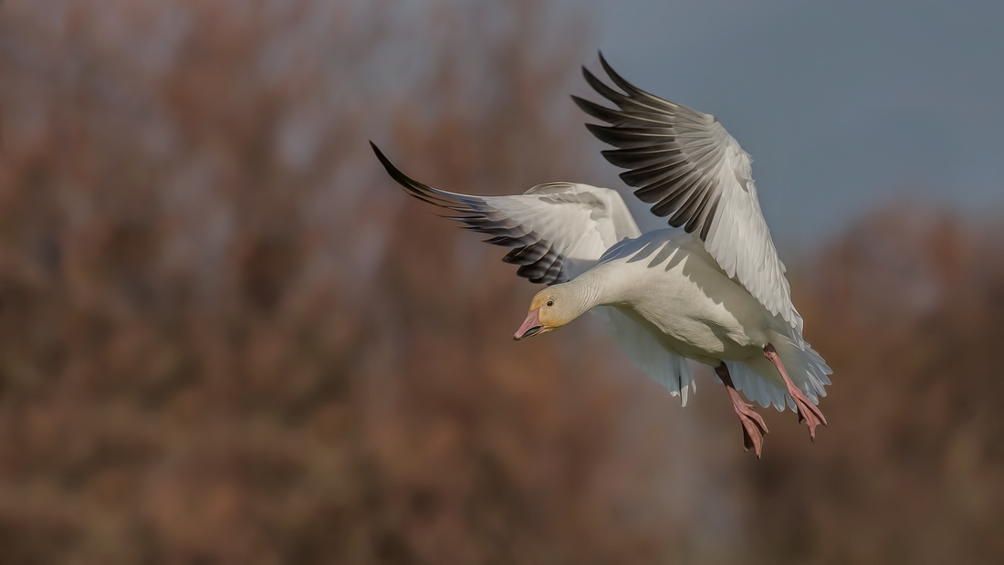 Snow Goose, Terra Nova Natural Area, Richmond, British Columbia
