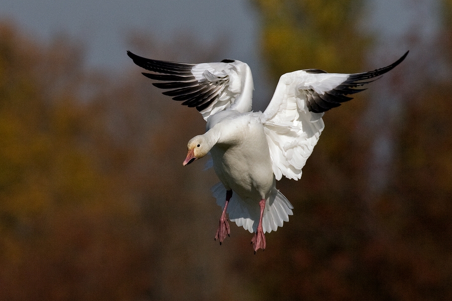 Greater Snow Goose, Terra Nova Natural Area, Richmond, British Columbia