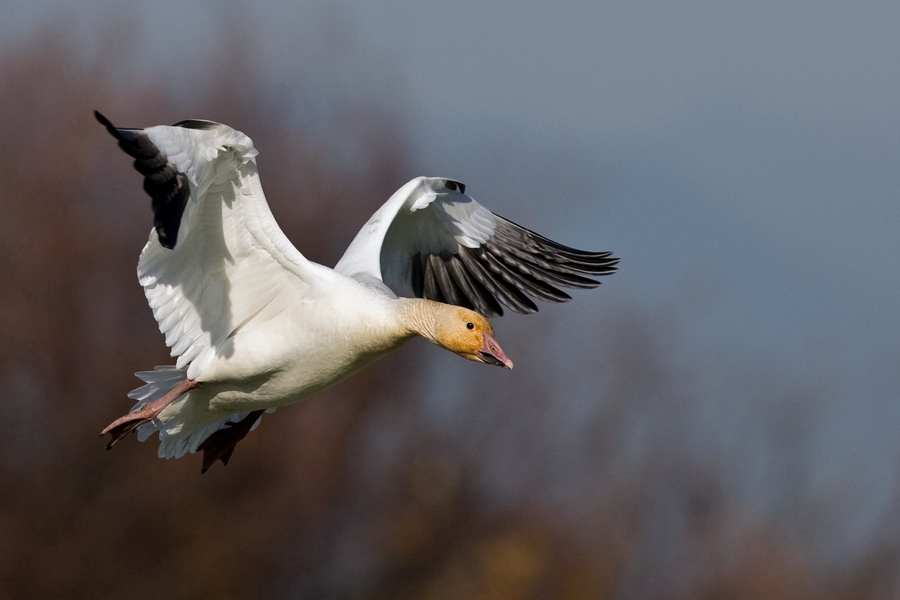 Greater Snow Goose, Terra Nova Natural Area, Richmond, British Columbia
