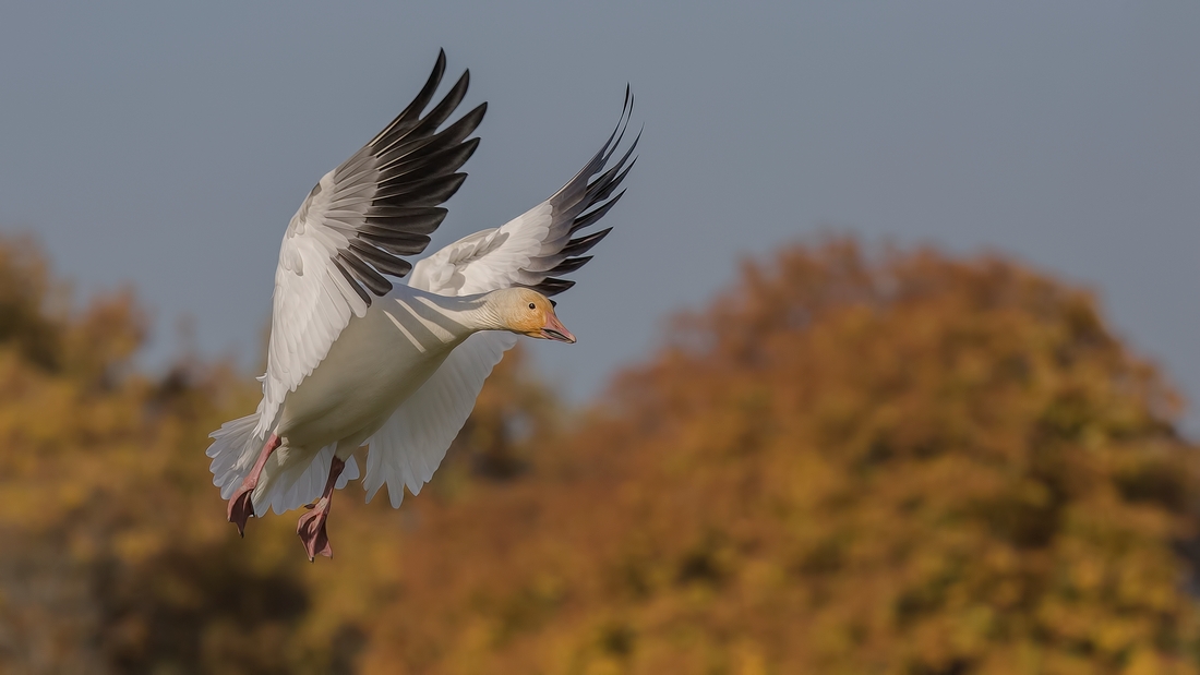 Snow Goose, Terra Nova Natural Area, Richmond, British Columbia
