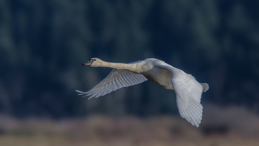 Trumpeter Swan, Morris Valley Road, Harrison Mills, British Columbia