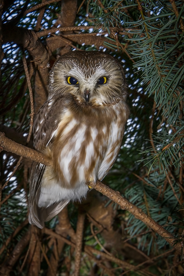 Northern Saw-Whet Owl, Westham Island, Ladner, British Columbia