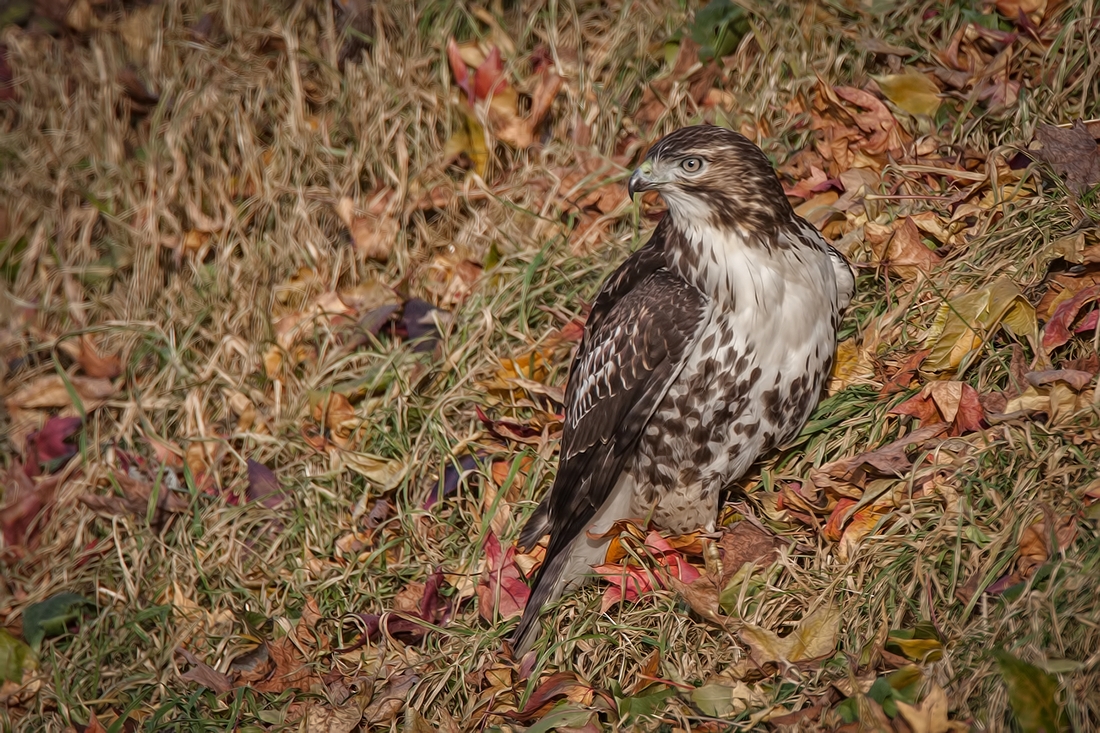 Red-Tailed Hawk, Westham Island, Ladner, British Columbia