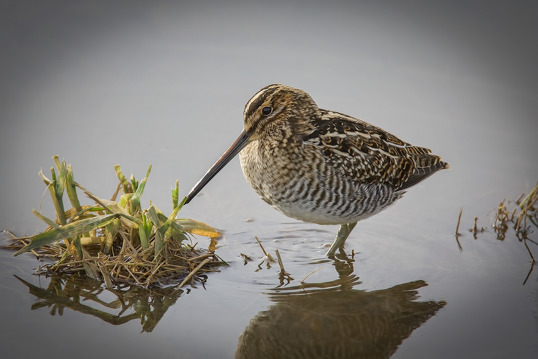 Wilson's Snipe, Francis Road Dike, Ladner, British Columbia