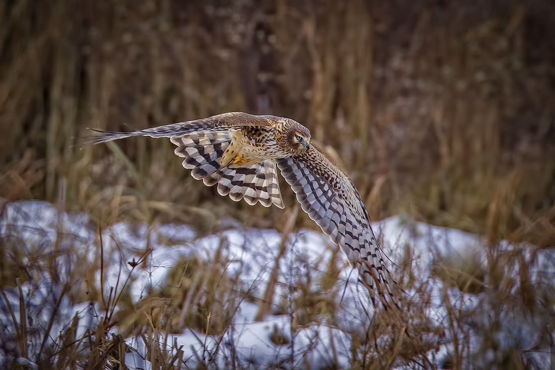 Northern Harrier (Female), Francis Road Dike, Ladner, British Columbia