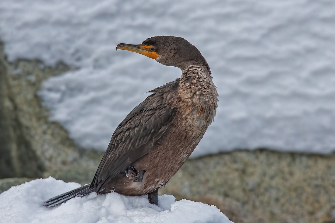 Double-Crested Cormorant, White Rock, British Columbia