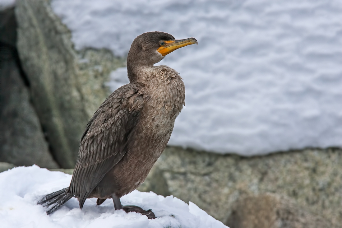 Double-Crested Cormorant, White Rock, British Columbia