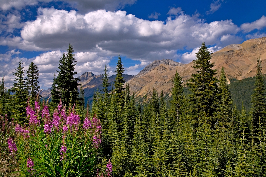 Mountain Fireweed\n\nBow Pass Summit, Banff National Park, Alberta\n\n25 August, 2009