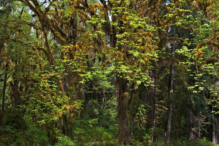 Hoh Rain Forest\n\nOlympic Peninsula, Washington\n\n19 May, 2009