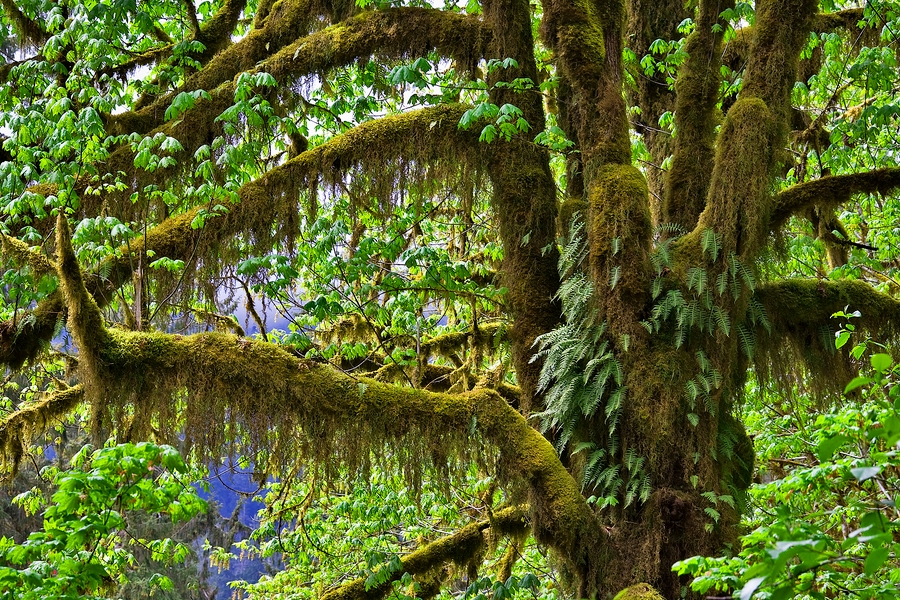 Hoh Rain Forest\n\nOlympic Peninsula, Washington\n\n20 May, 2009