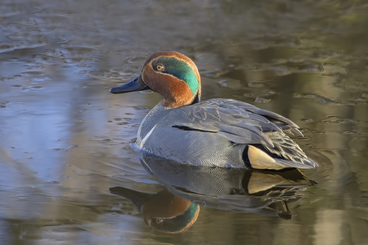 Green-Winged Teal (Male), Colony Farm Regional Park, Port Coquitlam, British Columbia