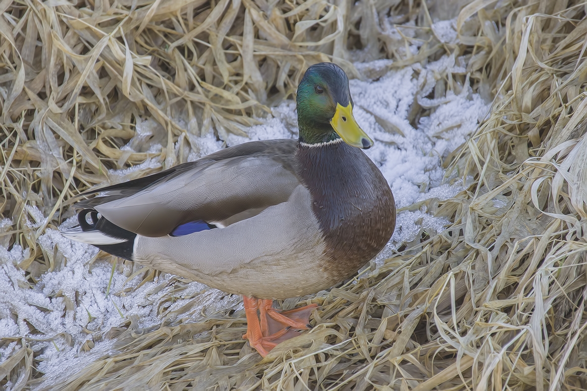 Mallard (Male), Colony Farm Regional Park, Port Coquitlam, British Columbia