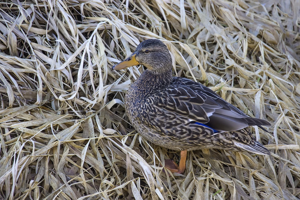 Mallard (Female), Colony Farm Regional Park, Port Coquitlam, British Columbia