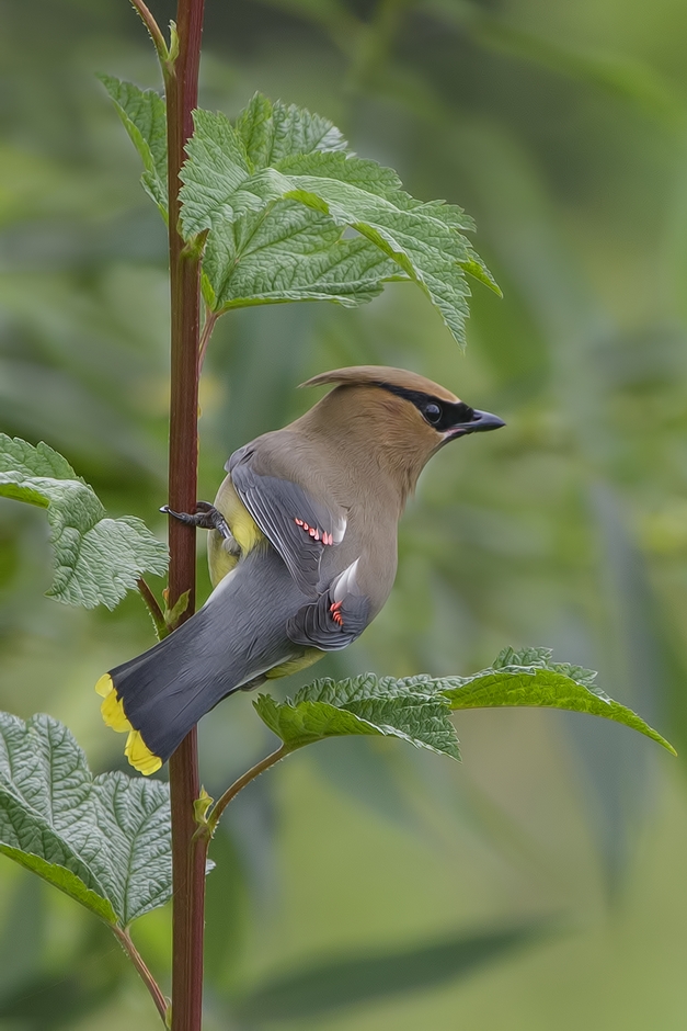 Cedar Waxwing, Colony Farm Regional Park, Port Coquitlam, British Columbia