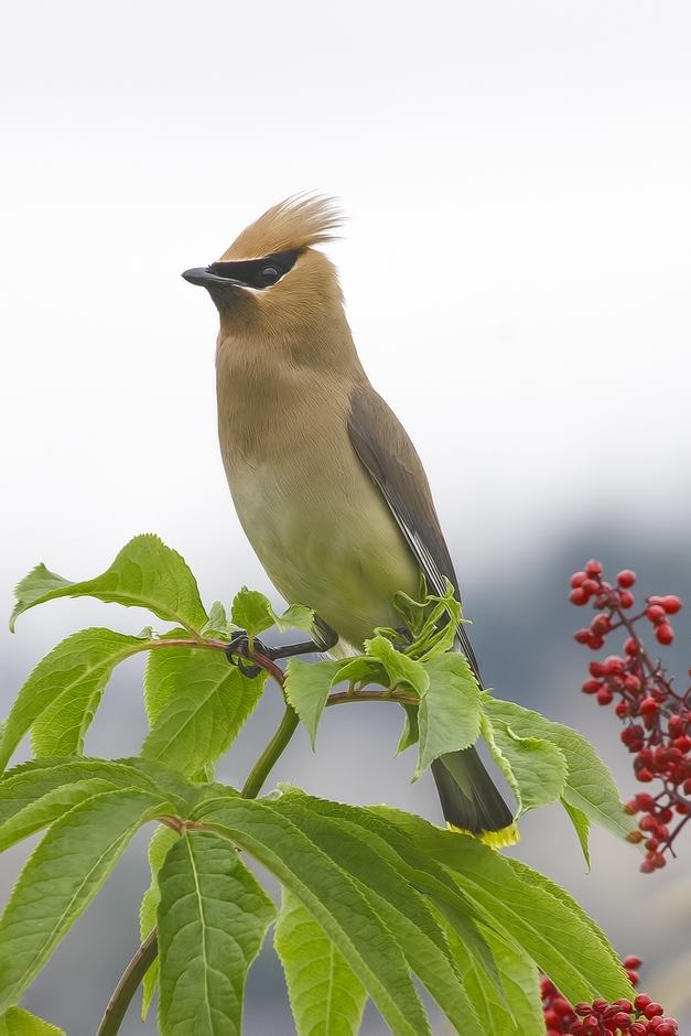 Cedar Waxwing, Colony Farm Regional Park, Port Coquitlam, British Columbia