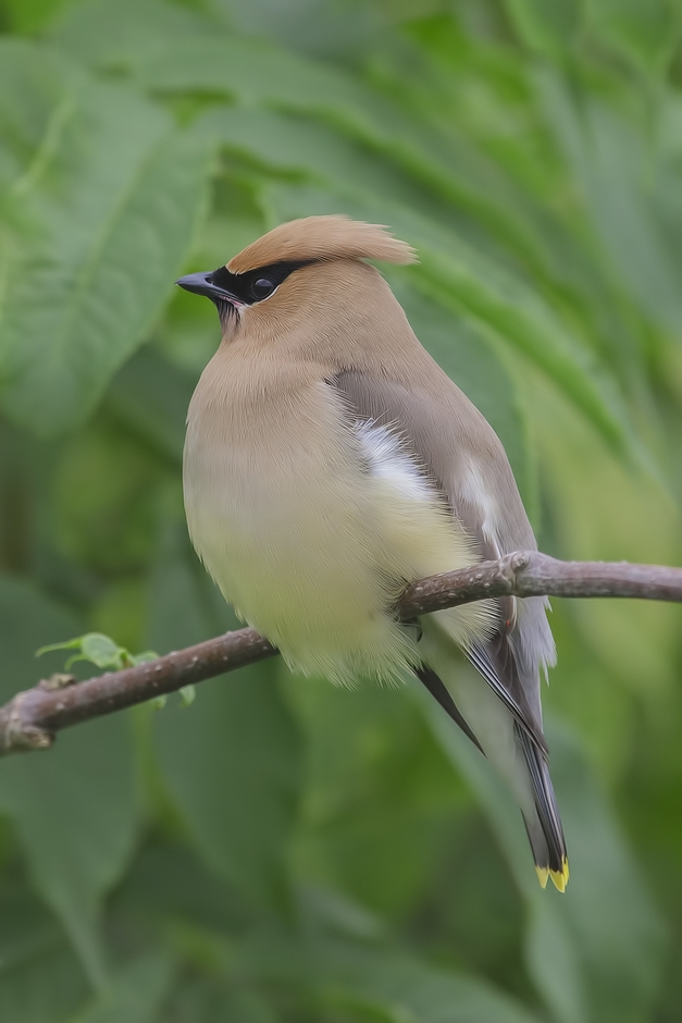 Cedar Waxwing, Colony Farm Regional Park, Port Coquitlam, British Columbia