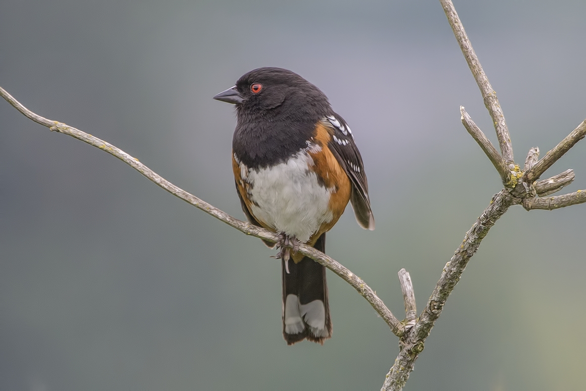 Spotted Towhee, Colony Farm Regional Park, Port Coquitlam, British Columbia