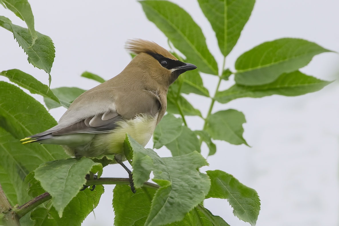 Cedar Waxwing, Colony Farm Regional Park, Port Coquitlam, British Columbia