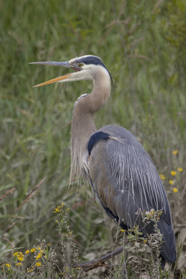 Great Blue Heron, Colony Farm Regional Park, Port Coquitlam, British Columbia