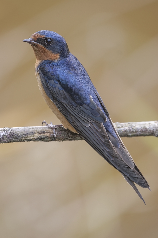 Barn Swallow, Colony Farm Regional Park, Port Coquitlam, British Columbia