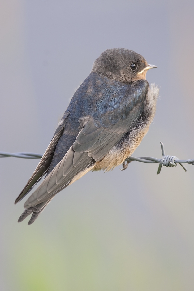 Barn Swallow (Flegling), Colony Farm Regional Park, Port Coquitlam, British Columbia