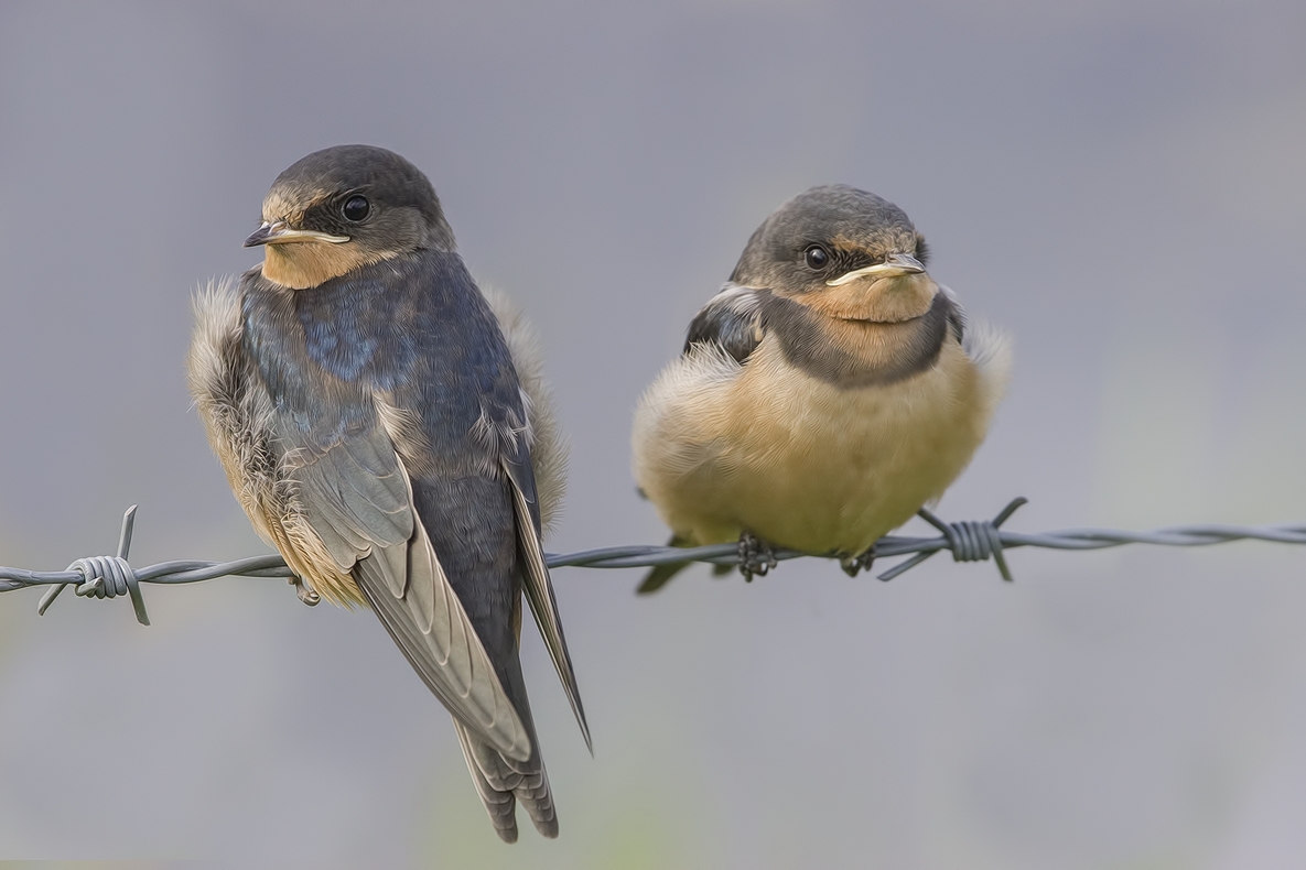Barn Swallows (Fleglings), Colony Farm Regional Park, Port Coquitlam, British Columbia
