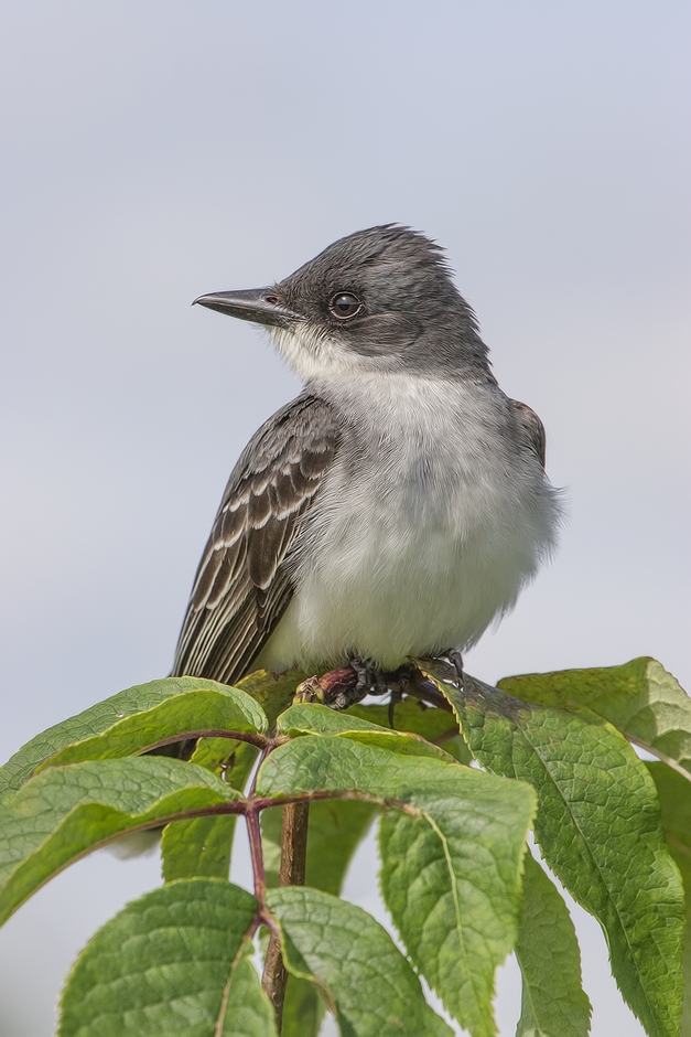 Eastern Kingbird, Colony Farm Regional Park, Port Coquitlam, British Columbia