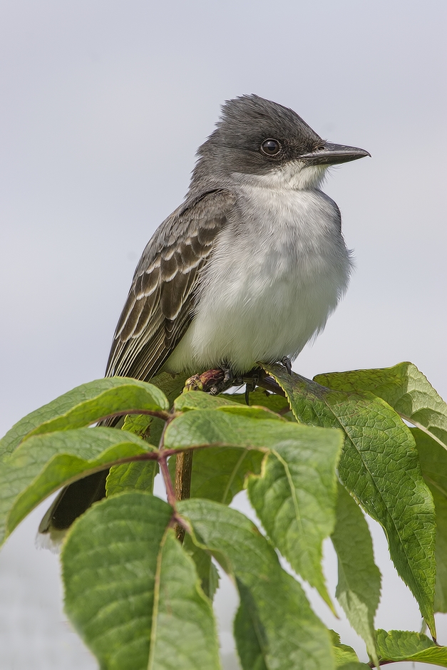 Eastern Kingbird, Colony Farm Regional Park, Port Coquitlam, British Columbia