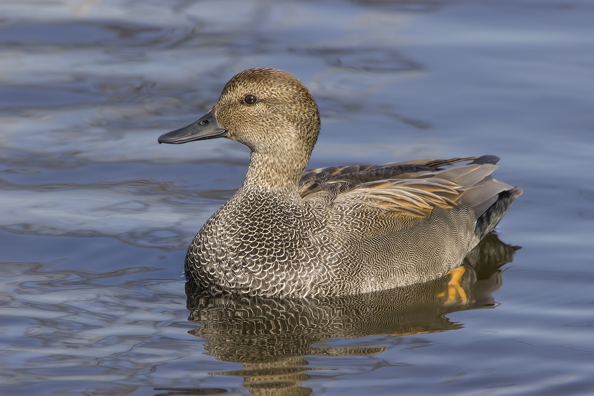 Gadwall (Female), Colony Farm Regional Park, Port Coquitlam, British Columbia