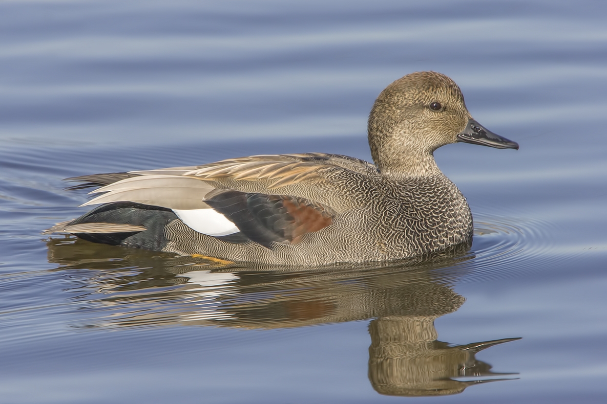 Gadwall (Male), Colony Farm Regional Park, Port Coquitlam, British Columbia
