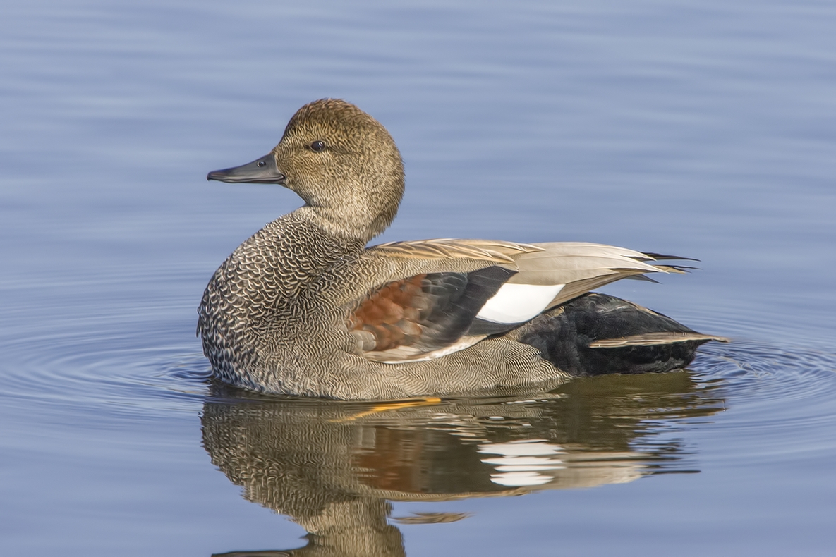 Gadwall (Male), Colony Farm Regional Park, Port Coquitlam, British Columbia
